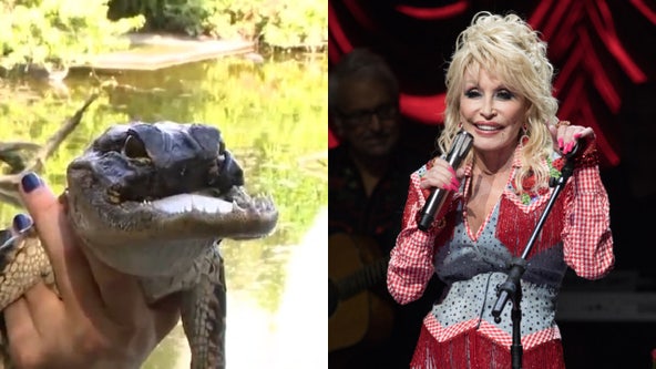 Alligator with missing jaw gets a new name inspired by Dolly Parton