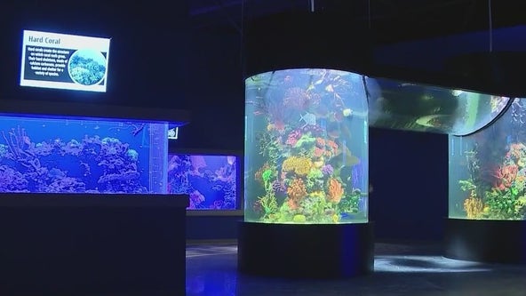 Daytona Aquarium and Rainforest Adventure holds grand opening