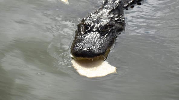 Popular alligator to be removed from Florida park because of 'food conditioning'