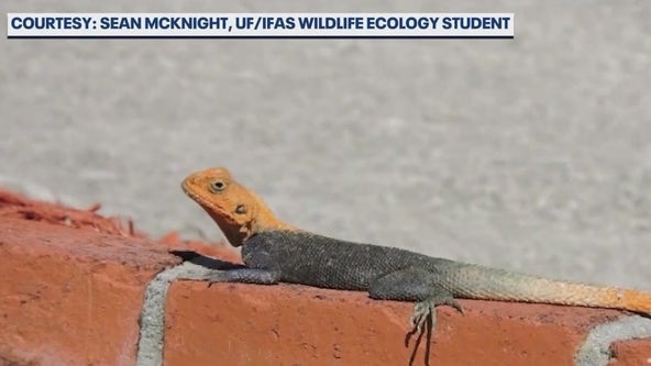 Invasive lizard from Africa settling into parts of Central Florida