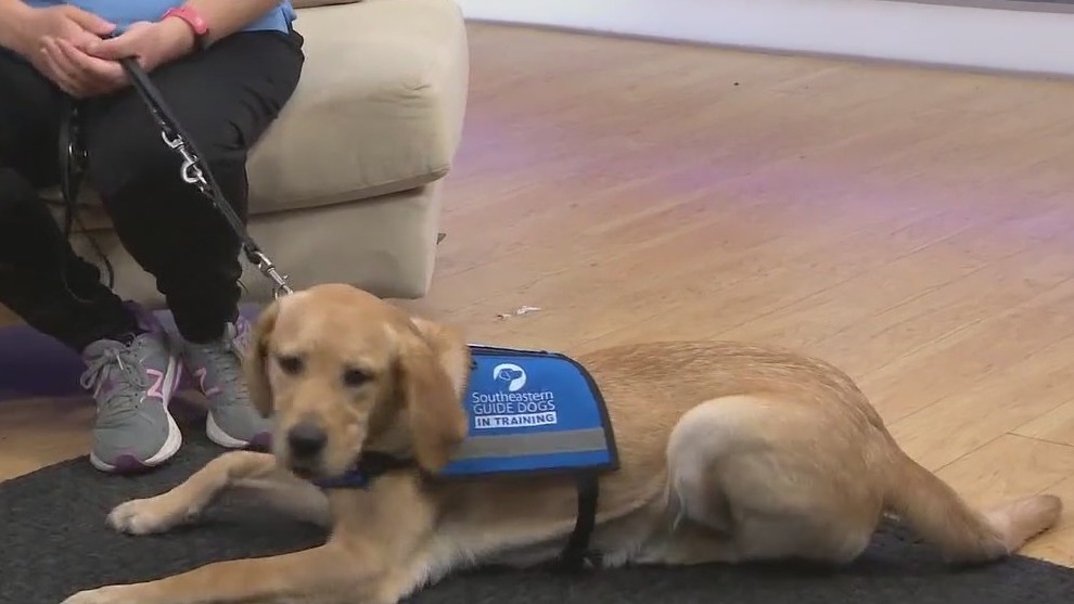 Update on FOX 35's service dog in training