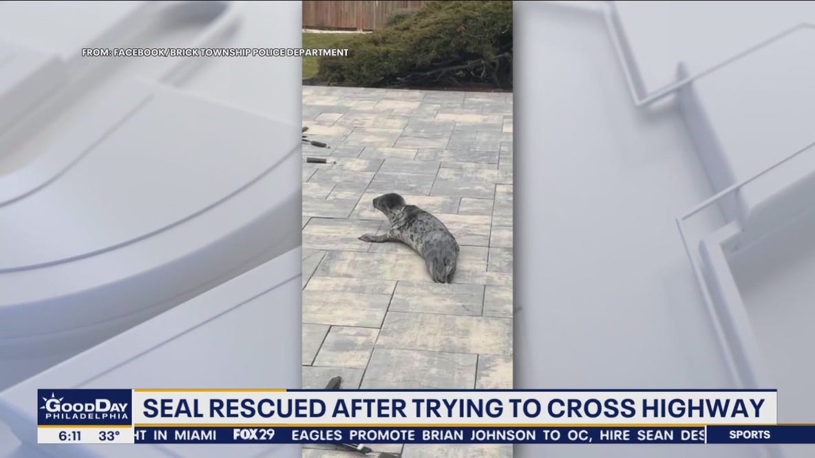 Seal rescued trying to cross highway in Ocean County