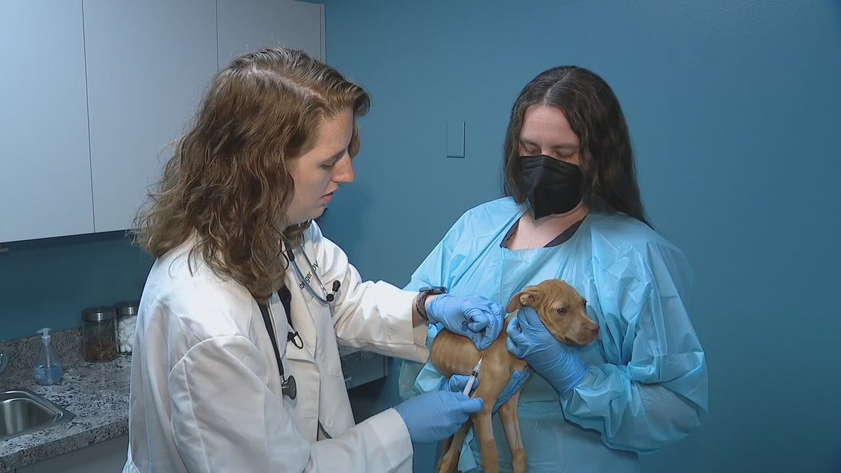 Vets sound alarm on surge in parvovirus among dogs in Metro Detroit area