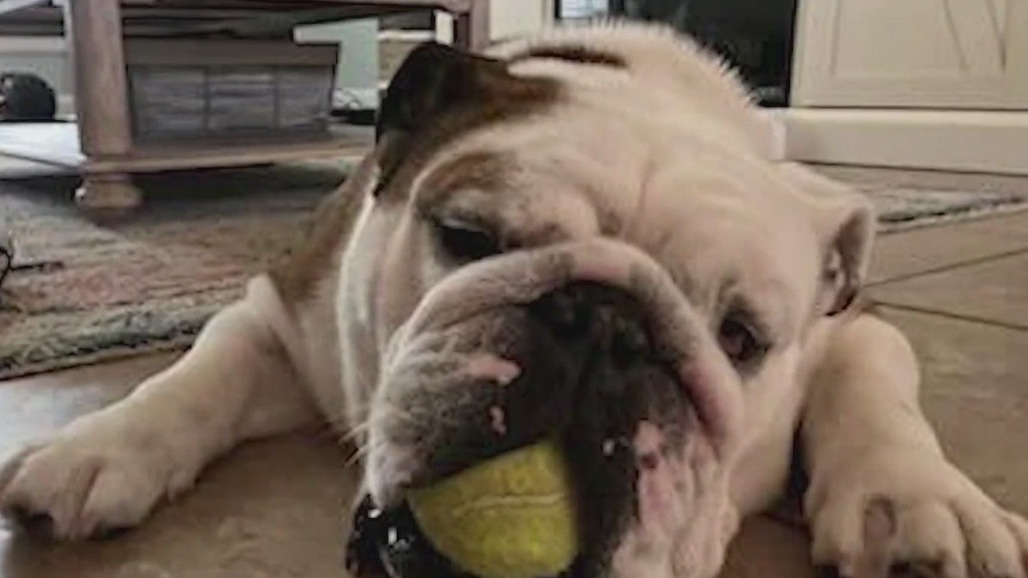 Dog dies at Central Florida doggy daycare