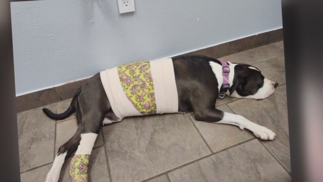 Houston woman says surgery almost killed her dog
