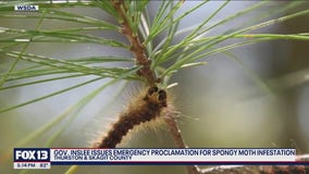 WA governor issues emergency proclamations for spongy moth infestation
