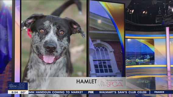 FurEver Home: April 16, 2023