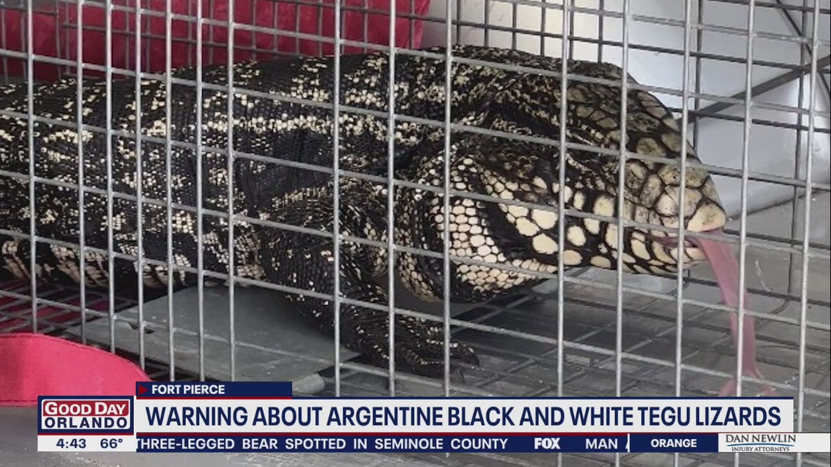 Warning about Argentine black and white Tegu lizards