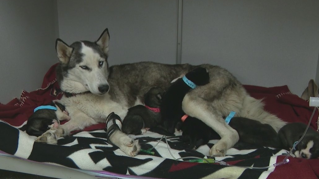 Mother, her puppies rescued by Glendale Police officers from house fire