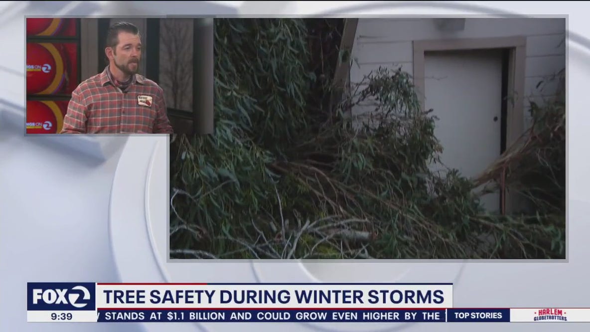 Tree safety in the storms
