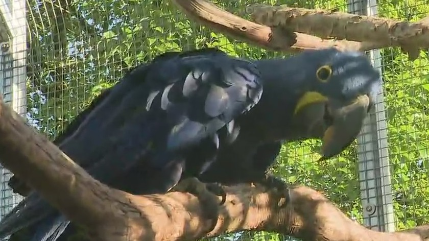 Finding inner peace with parrot yoga