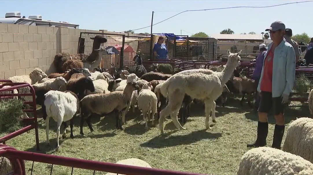 Phoenix sanctuary gets donation to help shear sheep