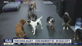 Bob on the Job: The Dog Alley