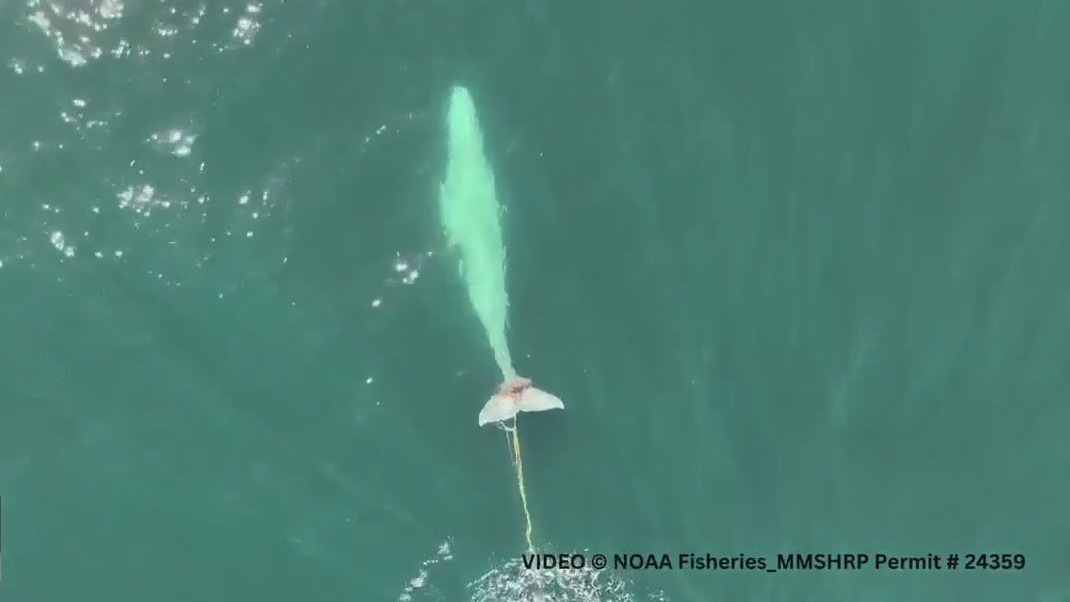Gray whale entangled in fishing net can't feed, scientists fear