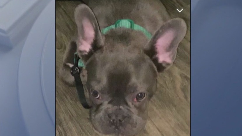 Milwaukee dog stolen from owner at gunpoint