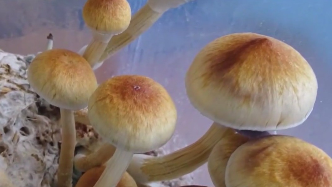 Magic mushroom bill passed by AZ Senate