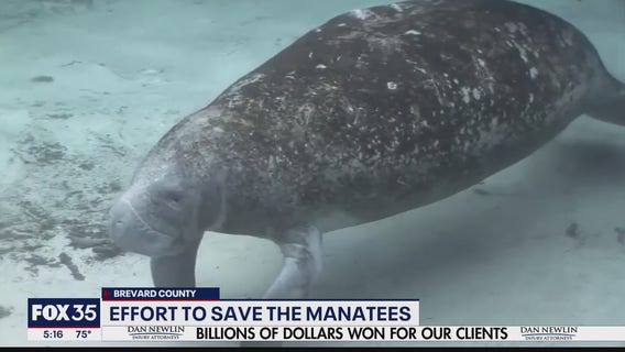 Effort to save manatees hits snag