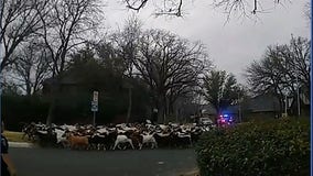 Herd of goats wrangled up by police in Arlington