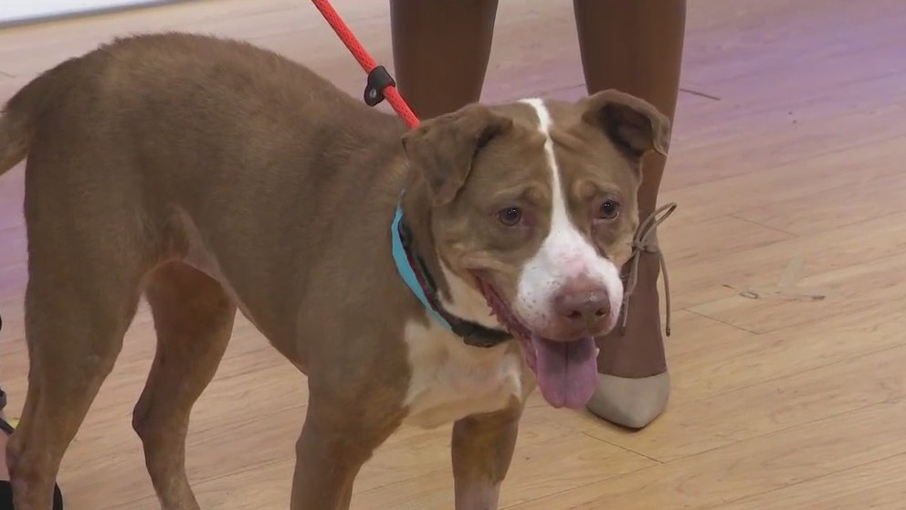 Shugs is looking for a forever home