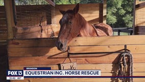 Local woman continues mother's mission to rescue thoroughbred horses