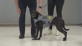 Suburban students' essays lead to emotional support dog in police department