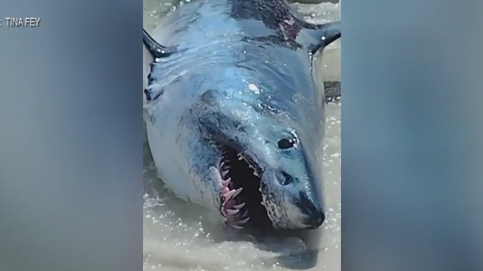Massive shark rescued on Florida beach
