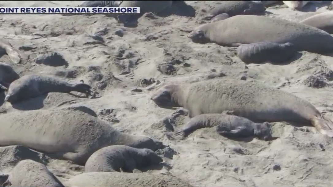 Why the elephant seals flip sand at Point Reyes National Seashore