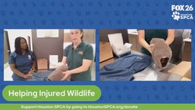 The Pet Pawcast - How to help injured wildlife