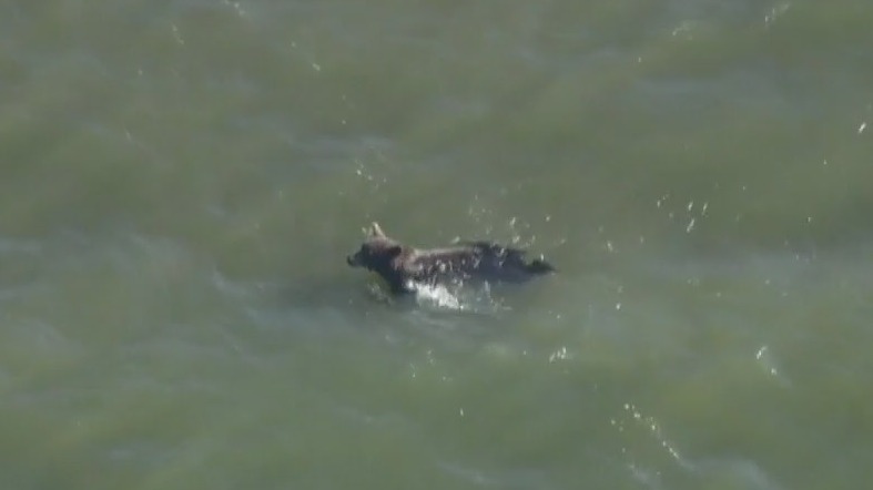 Bear goes for swim in Castaic Lake