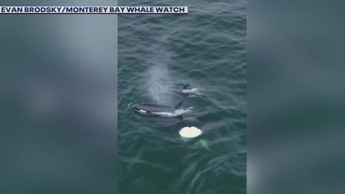 Killer whales spotted in Monterey Bay