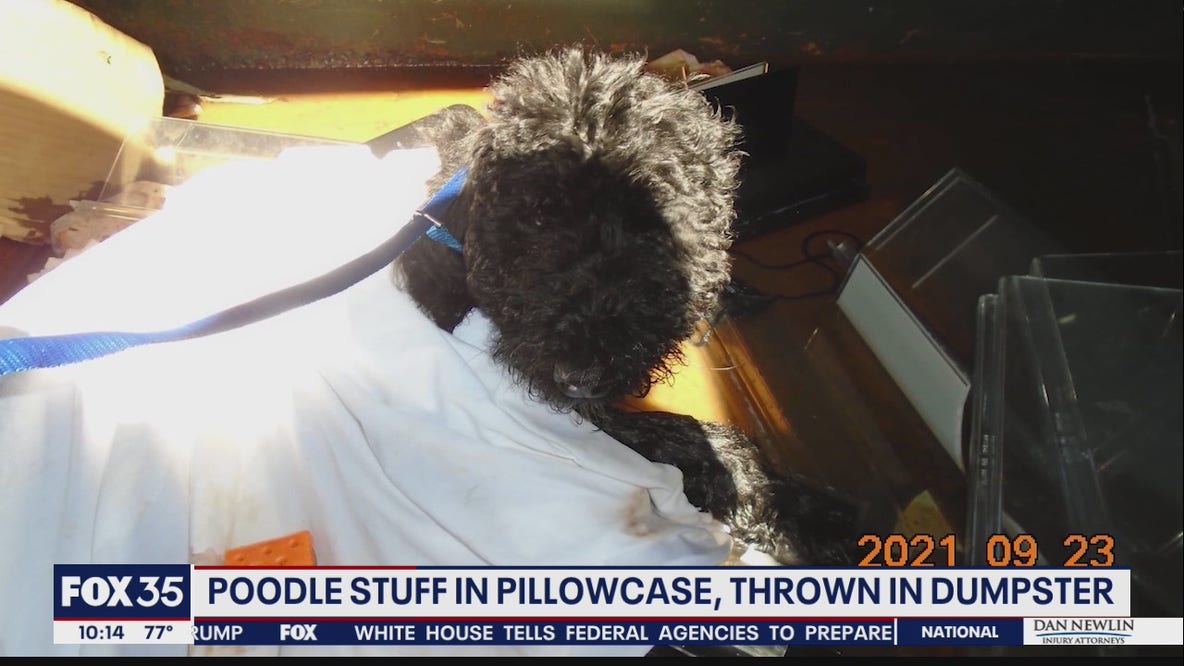 Poodle placed in pillowcase and left in dumpster dies, authorities say