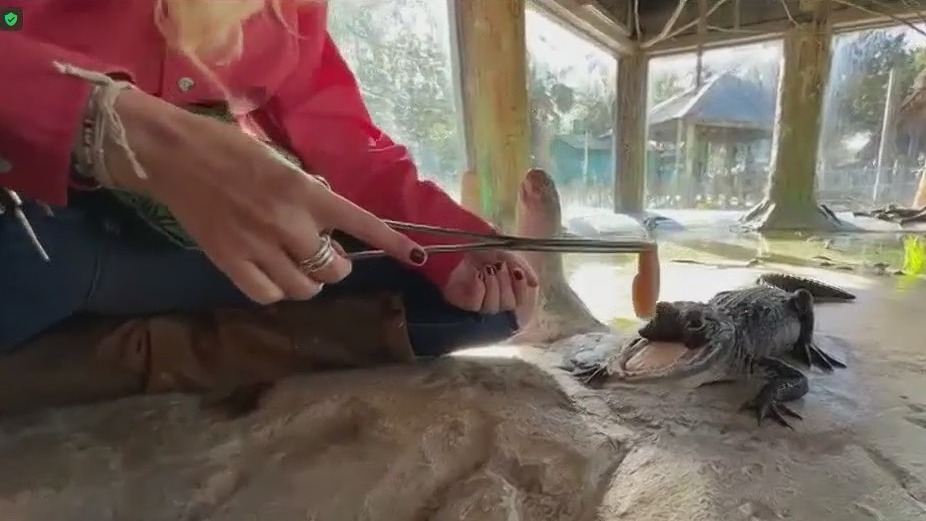 Gatorland gives update on 'Jawlene'