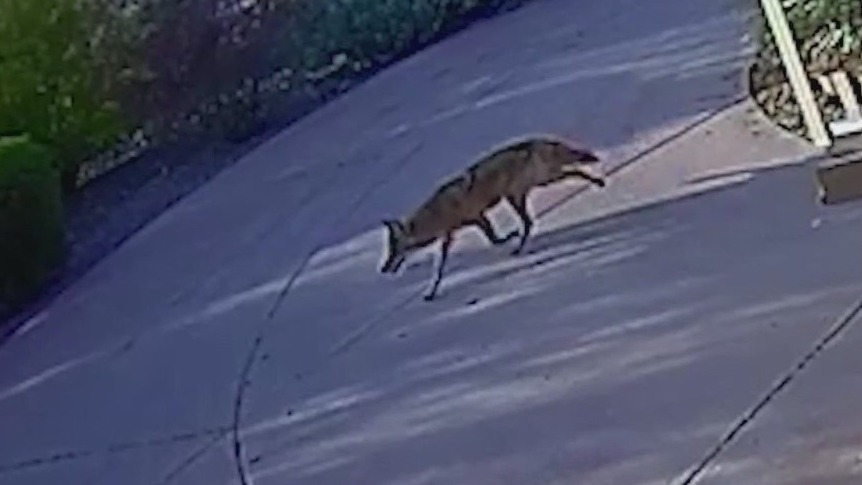 Coyotes in Scottsdale were being intentionally fed, officials say