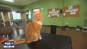 New cat cafe opens in New Hope