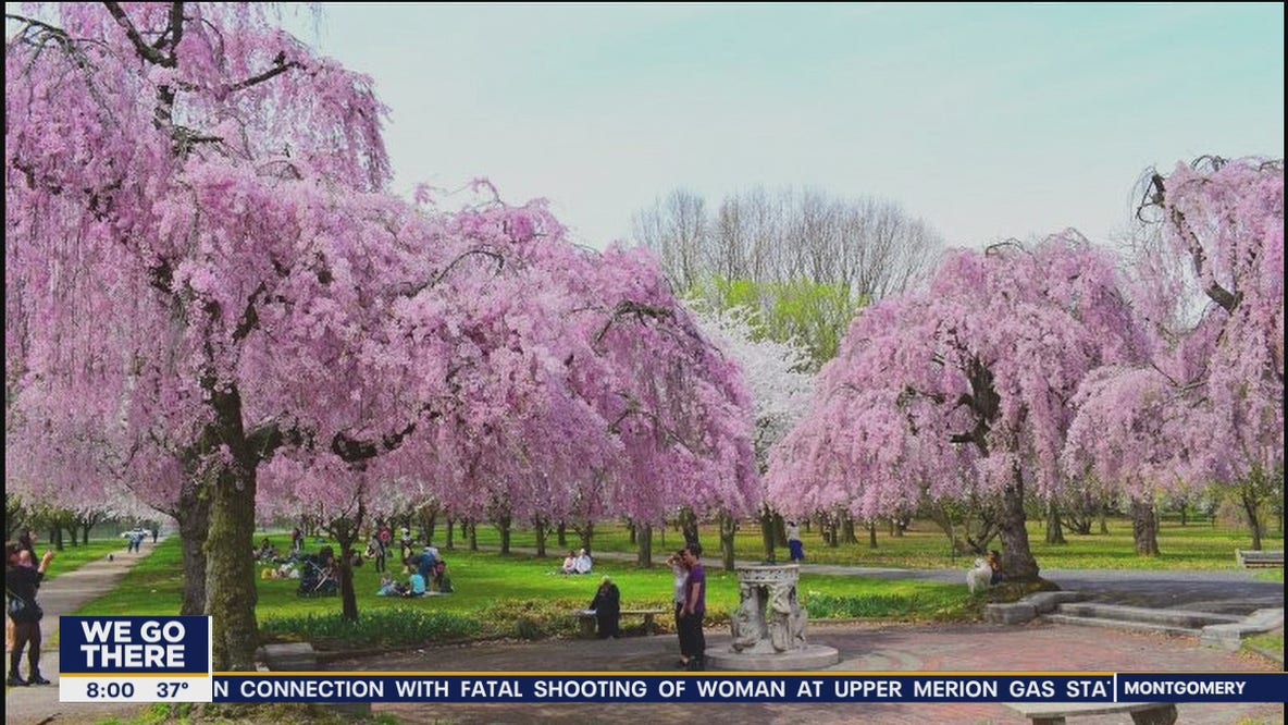 You still have a chance to see Philadelphia's cherry blossom trees