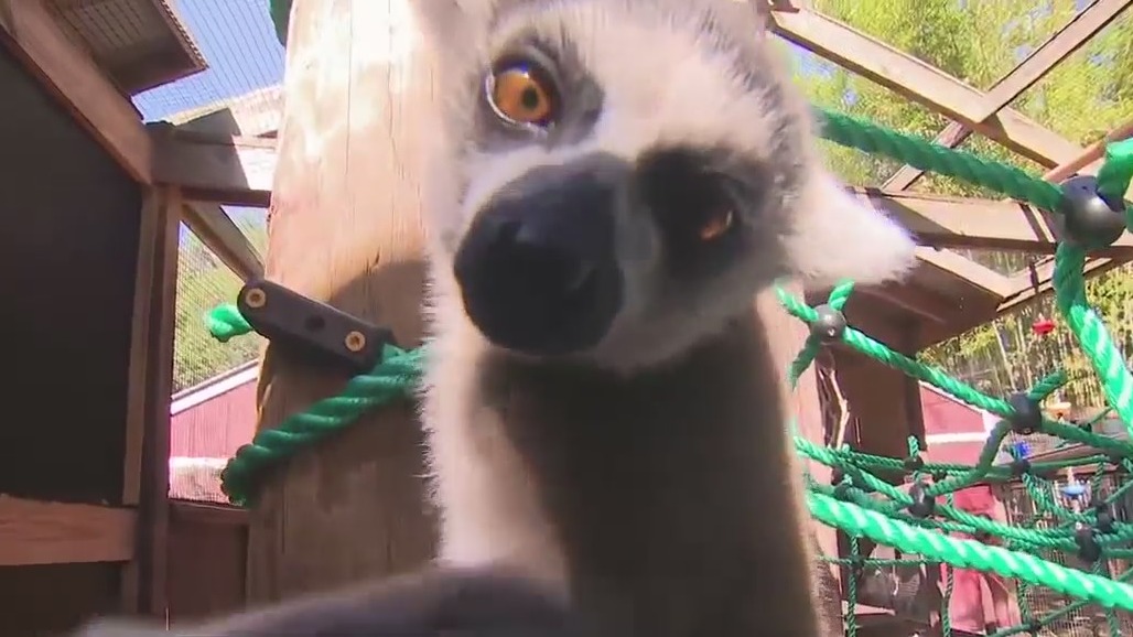 Hanging out with the lemurs at Chase Sanctuary