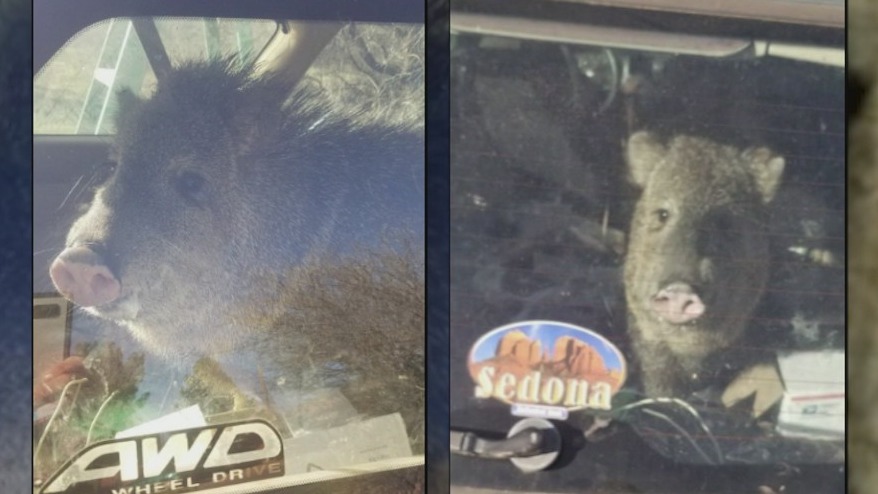 Javelina destroys car while attempting to eat Cheetos