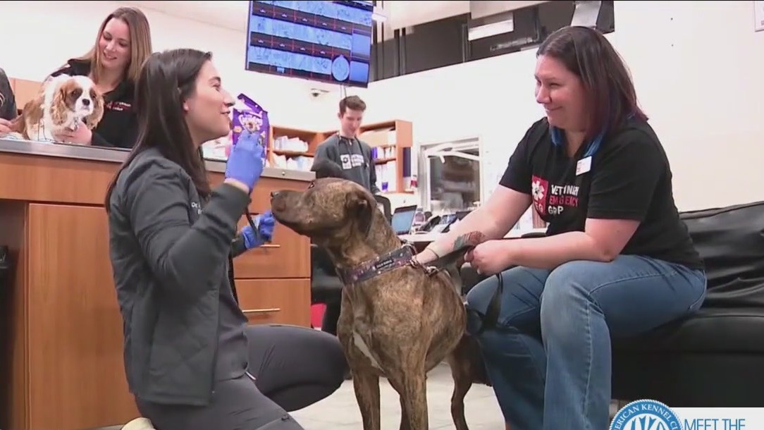 What are pet owners spending their cash on?