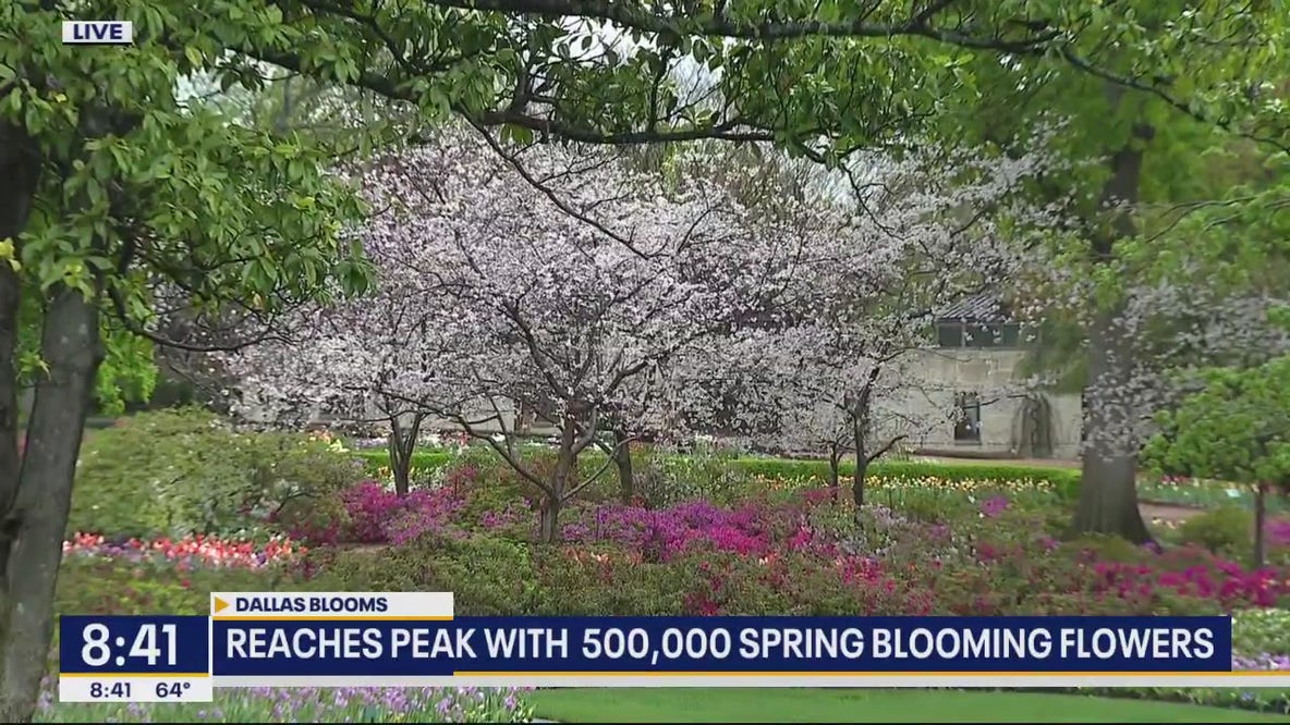 Cherry blossoms bloom at Dallas Arboretum