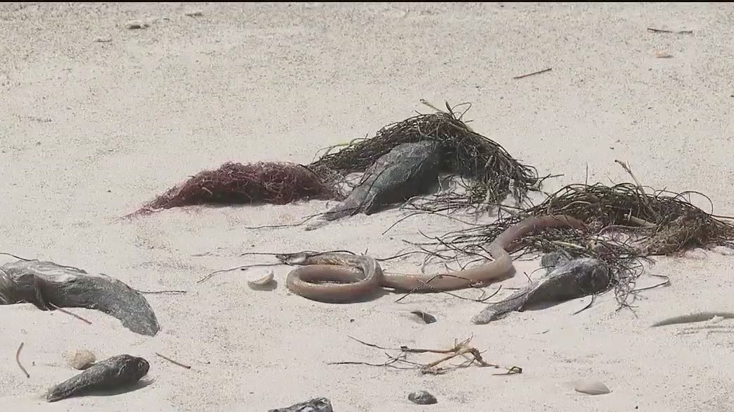 Red tide to impact several Florida beaches over Spring Break