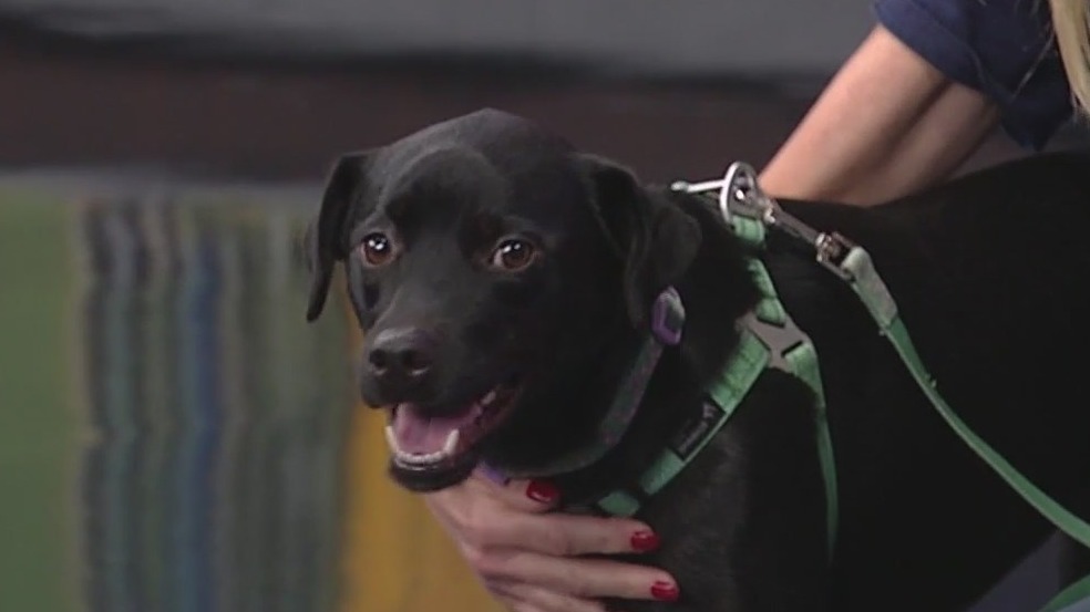 Meet Sake: Our Pet of the Day