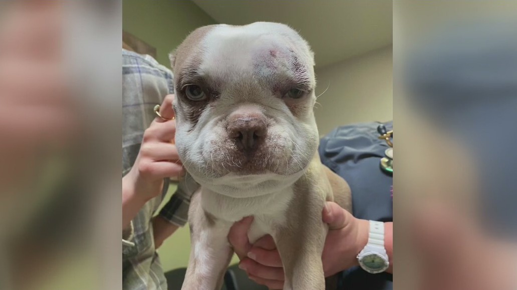 Dog gets bitten by rattlesnake