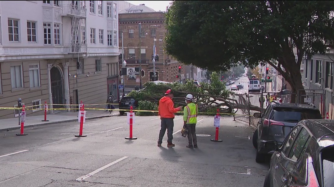 Rainy weather brings down trees in San Francisco