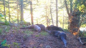 Tons of otters captured on northern Minnesota trail camera