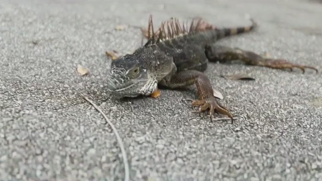 Invasive iguanas may be adapting to cold in Florida