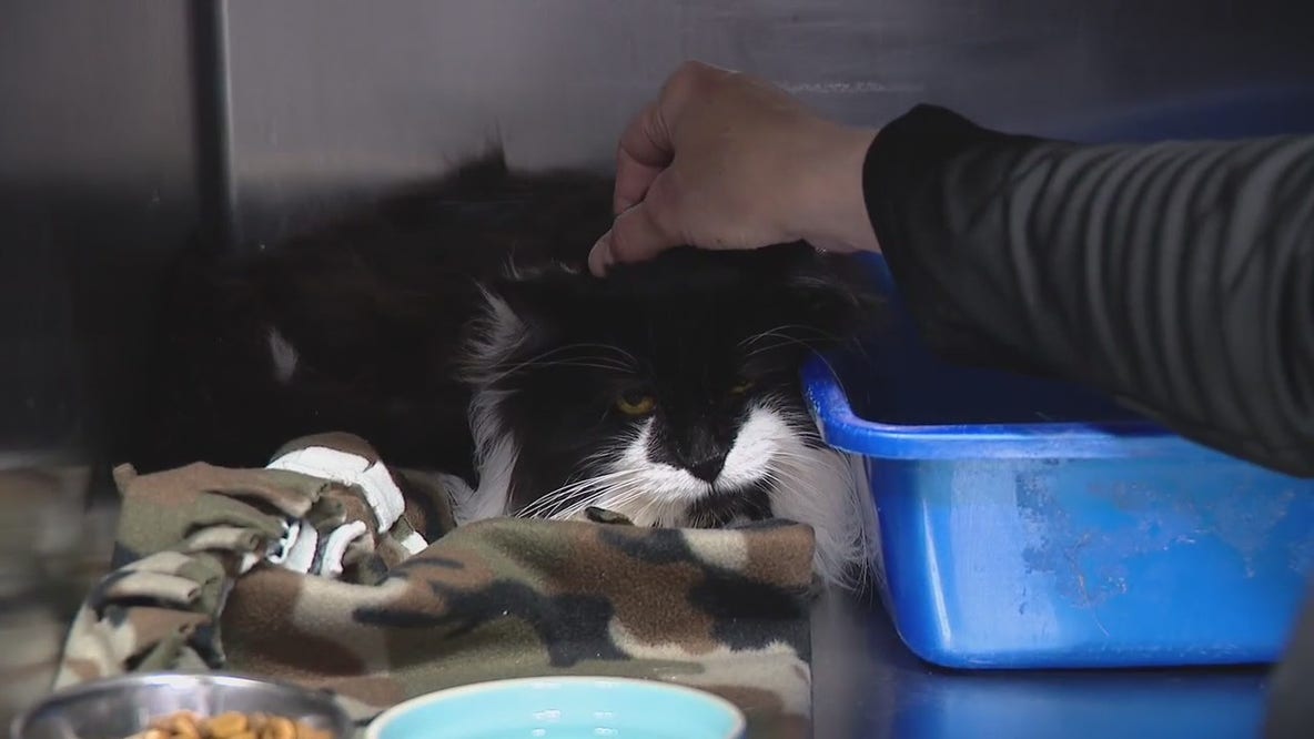 Oakland County kitten found to have rabies, vet advises to vaccinate our pets