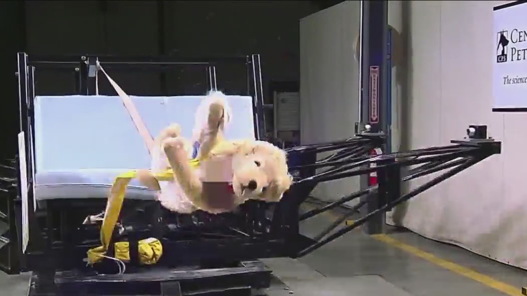 Many car safety products for dogs failed crash tests