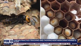 Crews practice tracking, tagging Northern Giant Hornets
