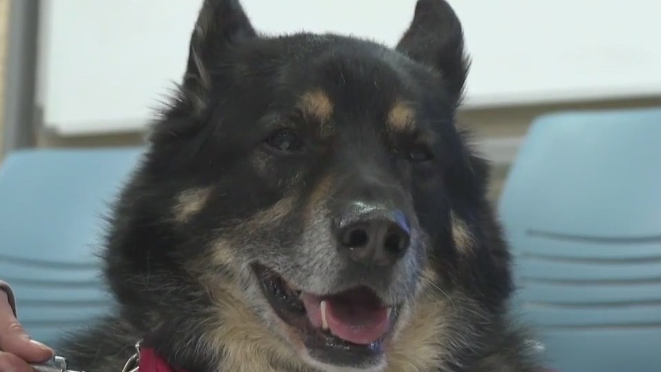 Port Washington library dog losing eyesight, retires: 'Hard not to cry'