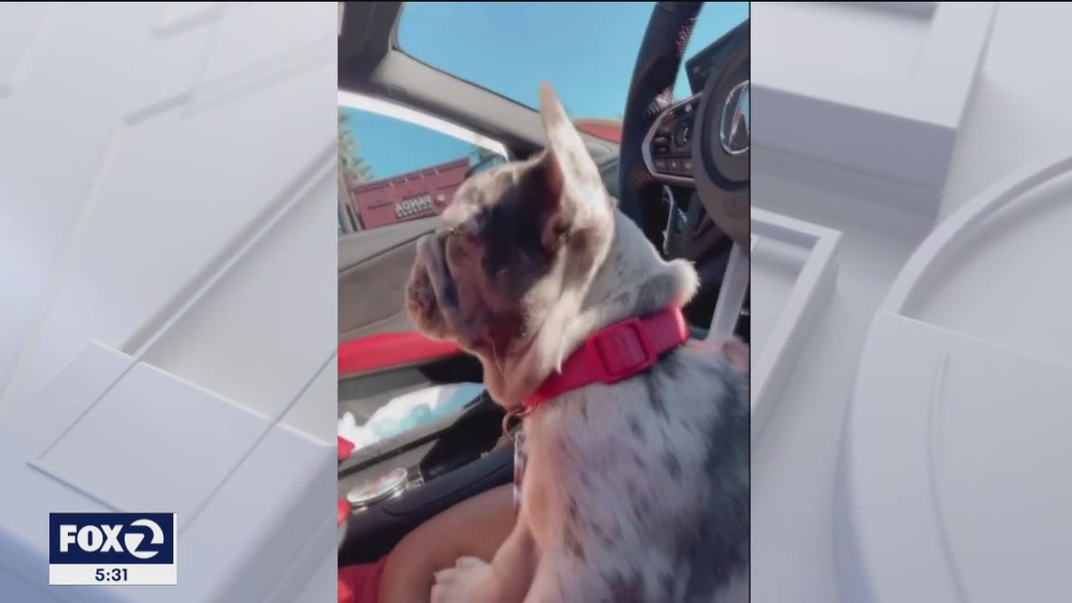 Woman says French bulldog stolen from Target parking lot